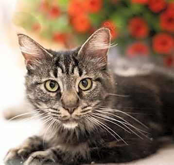 Photo of SWEET PEA