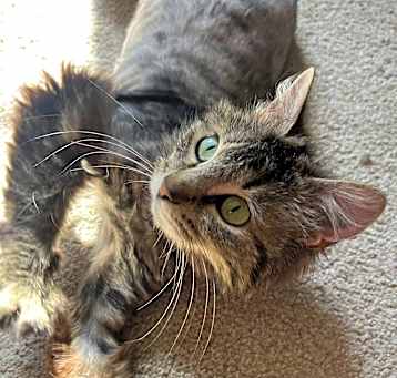 Photo of Talula