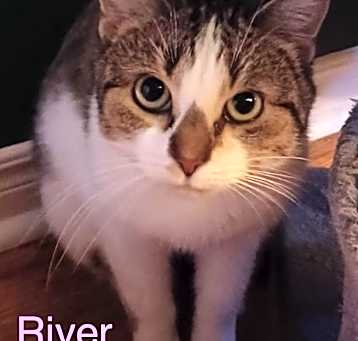 Photo of River