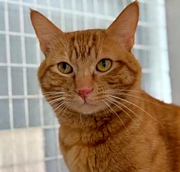 Photo of Shuggie