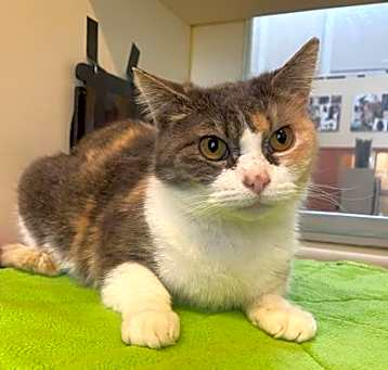 Photo of Patches