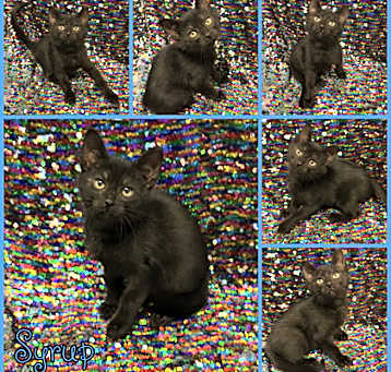 Photo of Syrup