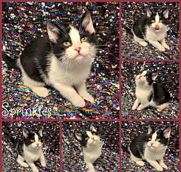 Photo of Sprinkles