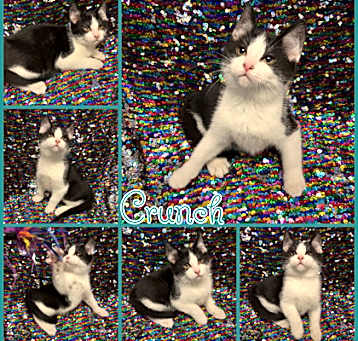 Photo of Crunch