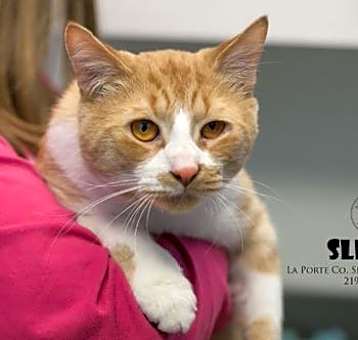Photo of Slinky