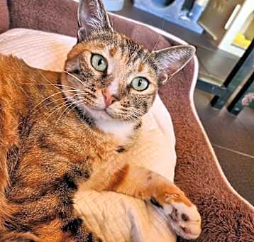 Photo of Buttercup