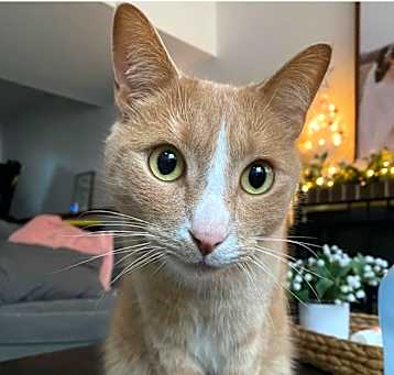 Photo of Chip