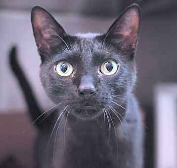 Photo of Cosmo
