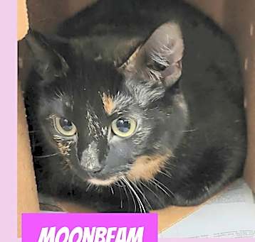 Photo of Moonbeam