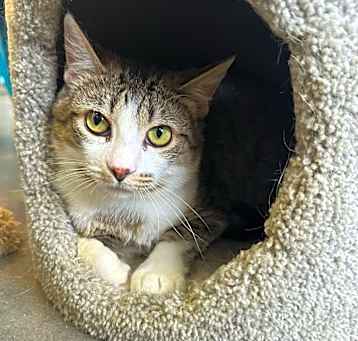 Photo of Cookie