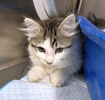 Photo of Twix