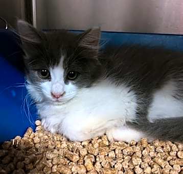 Photo of Milkshake