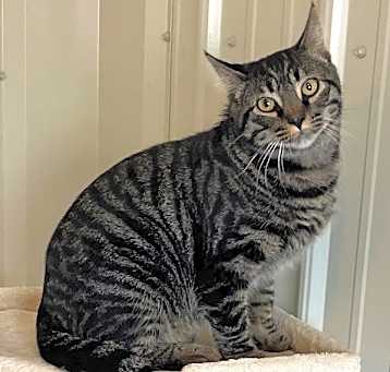 Photo of Bandit