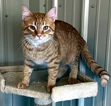 Photo of Cheese Ball