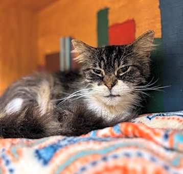 Photo of Oreo