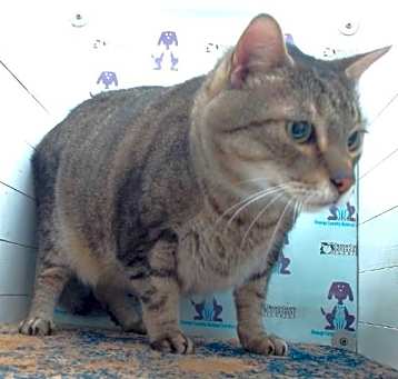 Photo of LOKI