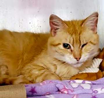 Photo of Redd
