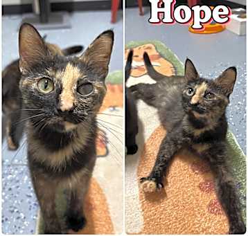 Photo of Hope