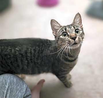 Photo of Amber