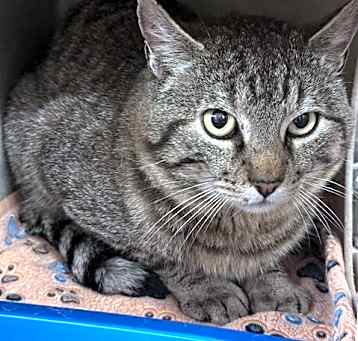 Photo of TNR - TROUBLE