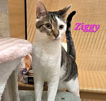 Photo of Ziggy