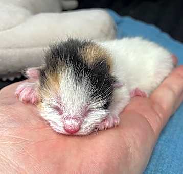 Photo of Kitten 4