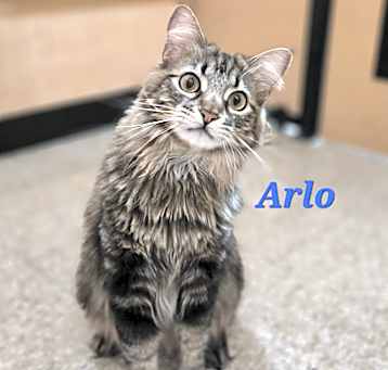Photo of Arlo