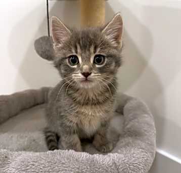 Photo of Sage 