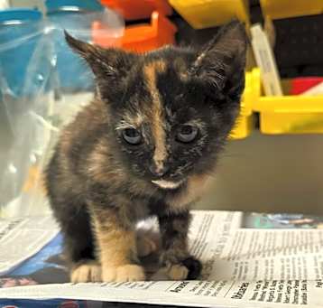 Photo of Muffin