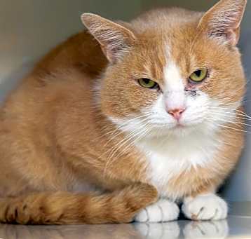 Photo of Meowski