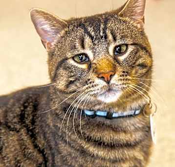 Photo of Banjo