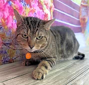 Photo of Lucky