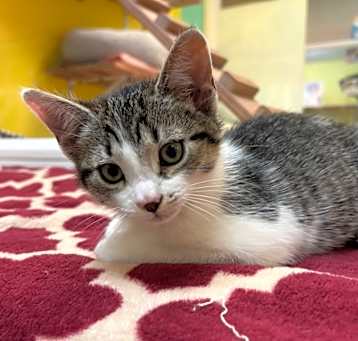 Photo of Nini