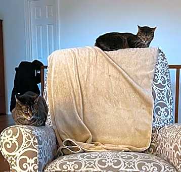 Photo of zz 'Lucy and Rikki' courtesy listing