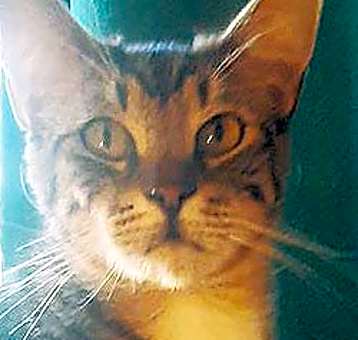Photo of Tiki