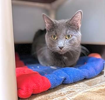 Photo of Gandalf