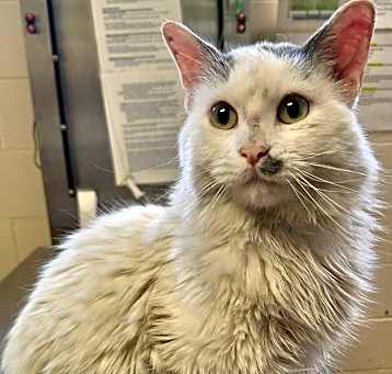 Photo of Scruffy