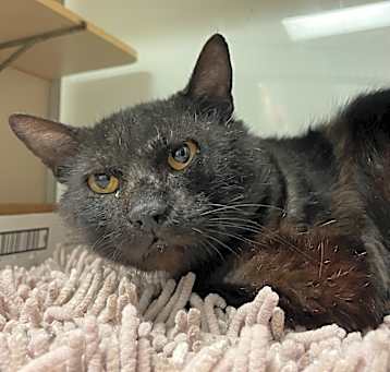 Photo of Black Jack