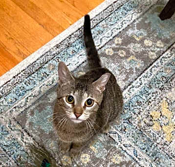 Photo of Lucky