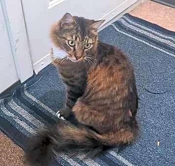 Photo of Toto