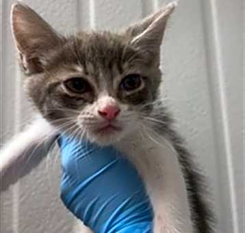 Photo of *BUTTERCUP