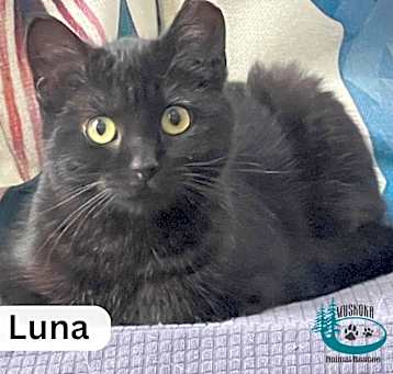 Photo of Luna - Gentle Soul