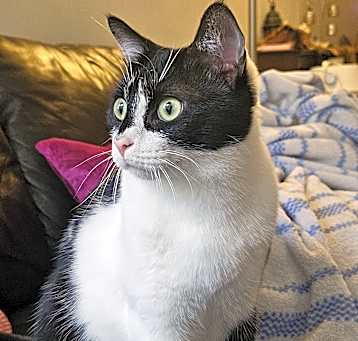 Photo of Fantasia