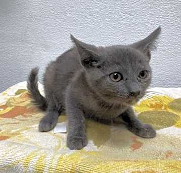 Photo of GRUMPY
