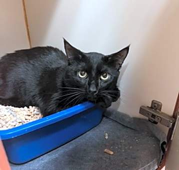 Photo of Pepper