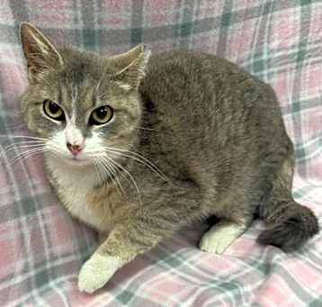 Photo of Sundae