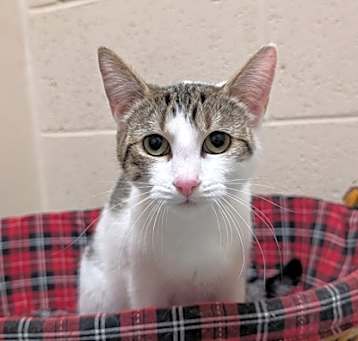 Photo of Dandelion