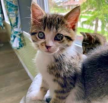 Photo of Poppy -Kitchener