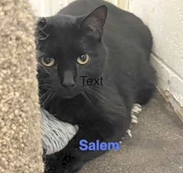 Photo of Salem