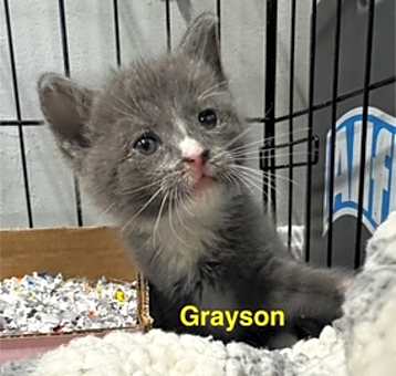 Photo of grayson